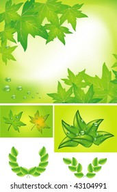 Green leaf and water drops