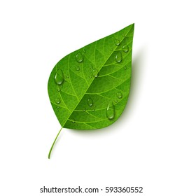 Green leaf with water drops isolated on white background. Morning dew, fresh spring foliage. Vector illustration.  svg