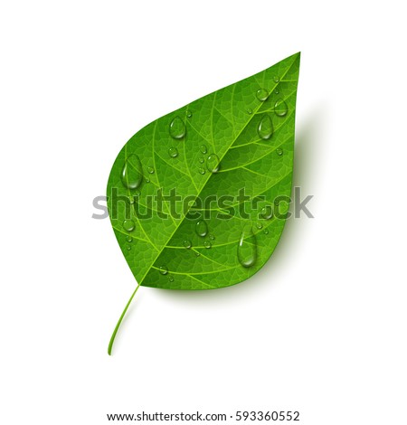 Green leaf with water drops isolated on white background. Morning dew, fresh spring foliage. Vector illustration. 