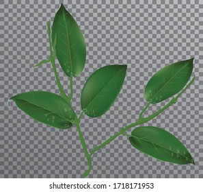 La hoja verde y el agua caen sobre un fondo transparente. 