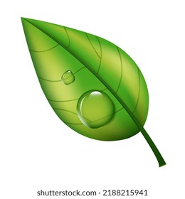 Hoja verde con gotas de agua ilustración vectorial