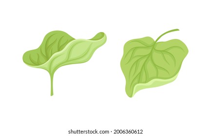 Green Leaf of Water Lily Aquatic Plant Vector Set