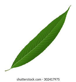 green leaf willow