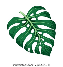 Green leaf.Monstera Deliciosa plant leaf from tropical forests isolated on white background. Can be used for greeting cards, flyers, invitations, web design, to everything. File has clipping path.