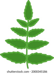 Green leafs, illustration, on a white background.