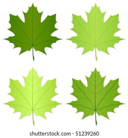 Green leafs isolated on a white background. Vector illustration.