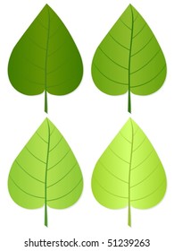 Green leafs isolated on a white background. Vector illustration.