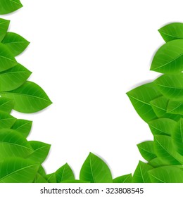 green leafs on white background