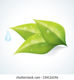 Green Leafs with Water Drop