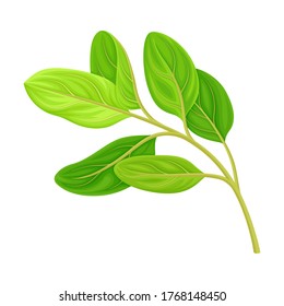 Green Leafy Branch of Sandalwood Isolated on White Background Vector Illustration