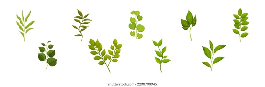 Green Leafy Branch or Twig on Stem Vector Set