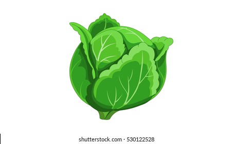 Green Leafy Cabbage Vegetable  - Cartoon Vector Image