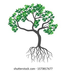 Green leafy mangrove tree rooted on a white background. Vector illustration. - Vector