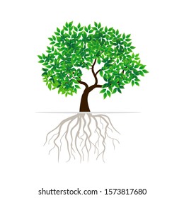 Green leafy mangrove tree rooted on a white background. Vector illustration. - Vector