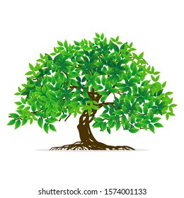 Green leafy mangrove tree rooted on a white background. Vector illustration. - Vector