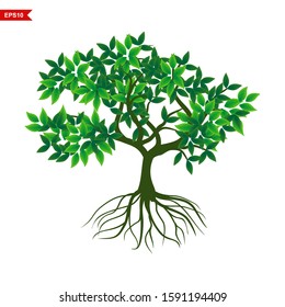 Green leafy mangrove tree rooted on a white background. Vector illustration. - Vector

