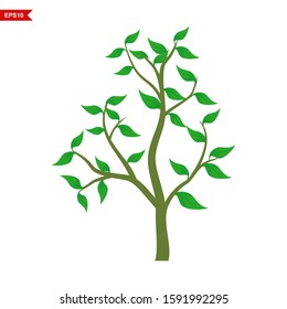 Green leafy mangrove tree rooted on a white background. Vector illustration. - Vector
