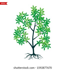 Green leafy mangrove tree rooted on a white background. Vector illustration. - Vector