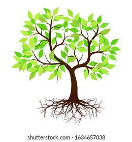 Green leafy mangrove tree rooted on a white background. Vector illustration. - Vector