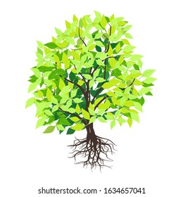 Green leafy mangrove tree rooted on a white background. Vector illustration. - Vector