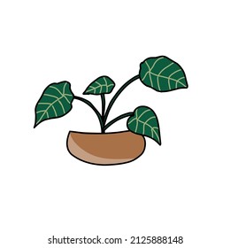 a green leafy ornamental plant that looks very beautiful