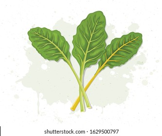 Green Leafy Swiss Chard Vegetable vector illustration