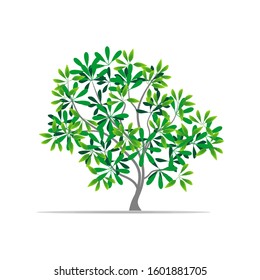 Green leafy tree plant with a white background. Vector