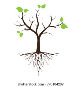 Green leafy tree with roots With trees isolated from white background. svg