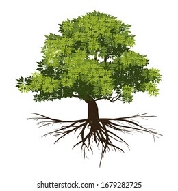Green leafy tree with roots in a white background insulation. Vector illustration.