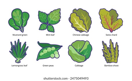 Green leafy vegetable vector set. Cooking ingredients clip art. Leaf vegetables icon. Mustard green, mint leaf, chinese cabbage, swiss chard, lemongrass leaf, green peas, cabbage, bamboo shoot