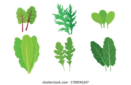 Green Leafy Vegetables with Lettuce and Arugula Leaves Vector Set