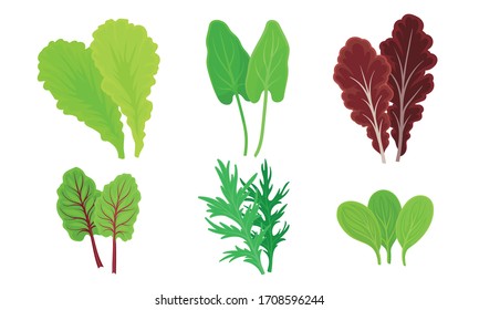 Green Leafy Vegetables with Lettuce Leaves and Dill Vector Set