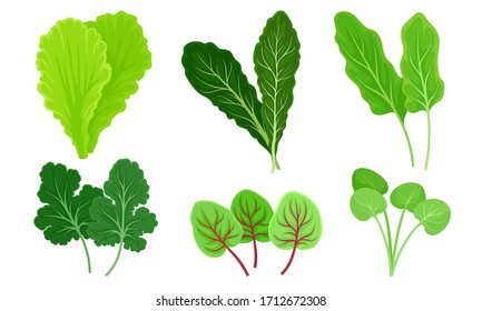 Verduras verdes de hojas con lechuga y conjunto vectorial de hojas de sorrel