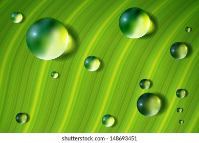green leave background with water drops