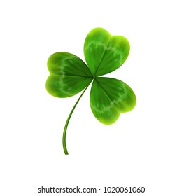 green leave of clover. realistic vector