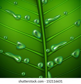 Green leave macro background -vector illustration.
