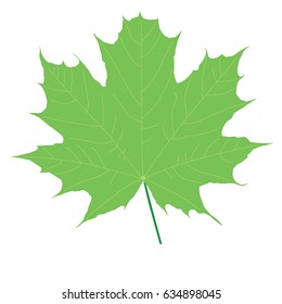 a green leave on white background