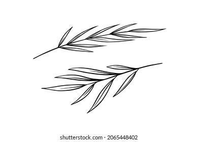 Green leave or plant. Vector illustration. Badge for for sticker or t-shirt or menu in a restaurant. Engraved hand drawn in old sketch.