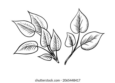 Green leave or plant. Vector illustration. Badge for for sticker or t-shirt or menu in a restaurant. Engraved hand drawn in old sketch.