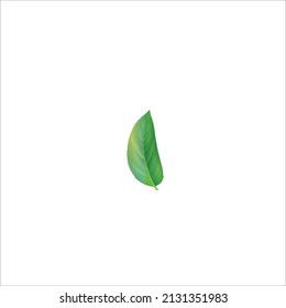 Green leave plants natural aromatic herbs realistic leave