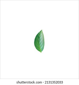 Green leave plants natural aromatic herbs realistic leave