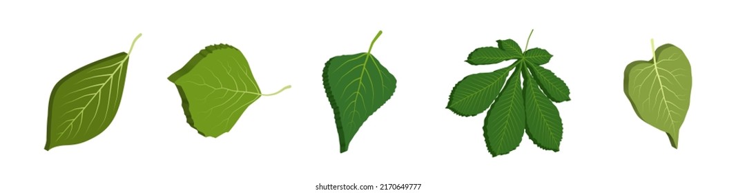 Green leaves 3d. Tree leaf isometric set. Vector clipart isolated on white background.