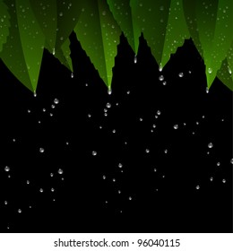 Green leaves after rain night.Vector eps10