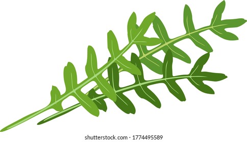 Green leaves of arugula (Rucola or Rocket salad) isolated on white background