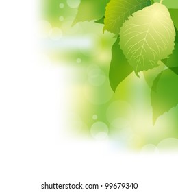 green leaves background