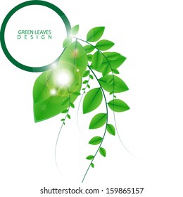 Green leaves background Design