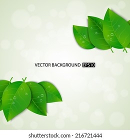 Green leaves background. EPS10 vector