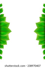 Green leaves background on a white background