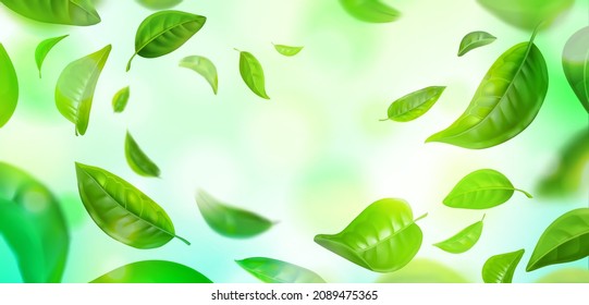 Green leaves background. Realistic flying mint and green tea leaves, spring nature environment. Vector banner