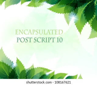 Green leaves background in sunny day